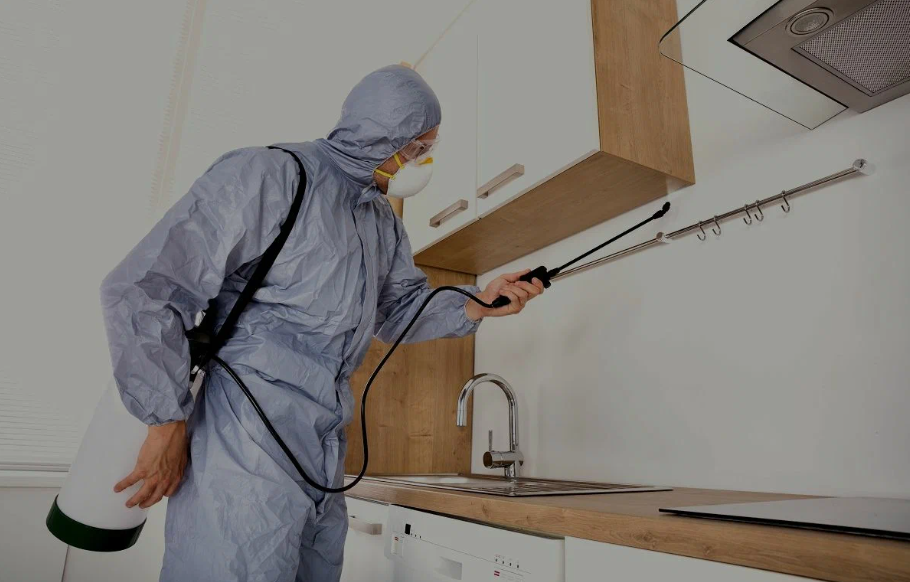 Santa Paula pest managment